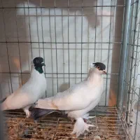 طوقی نر  زرد