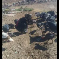 قه لی خومالی|حیوانات مزرعه|لاجان, |دیوار