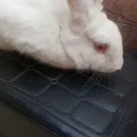 خرگوش بازیگوش|موش و خرگوش|مشهد, شهید قربانی|دیوار