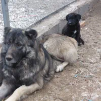 سگ سرابی|سگ|تهران, گلستان (شهرک راه آهن)|دیوار