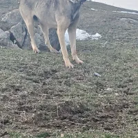 سرابی ۲ ساله|سگ|دره رود, |دیوار