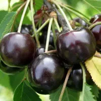 نهال گیلاس مرغوب گواهی دار|خدمات باغبانی و درختکاری|شوط, |دیوار