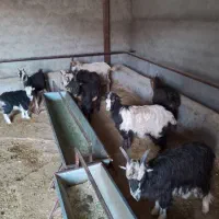 ۹  راس بزغاله فروشی