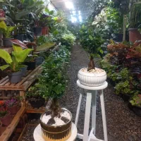 واگذاری ۳۰۰ متر گلخانه فروشگاهی|اجارهٔ دفتر صنعتی، کشاورزی، تجاری|مشهد, حضرت حجت|دیوار