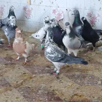 کبوتر|پرنده|شیراز, کوزه گری|دیوار