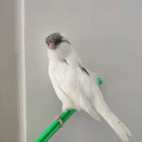 قناری نر زیبا