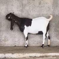 دو بز پاکستانی آبستن نزدیک