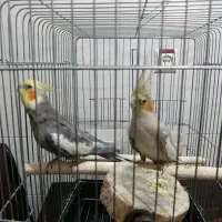 یک جفت پرنده عروس هلندی بالغ