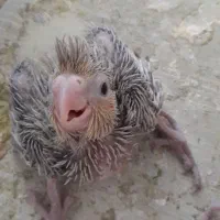 جوجه عروس هلندی|پرنده|ملایر, |دیوار