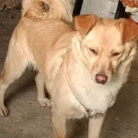 سگ پا کوتاه درازنا گمشده