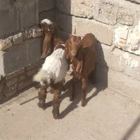 بزغاله افغانی