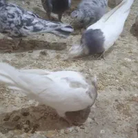 کبوتر|پرنده|سراوان, |دیوار