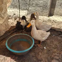 اردک|حیوانات مزرعه|سرپل ذهاب, |دیوار