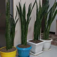 گل وگلدان آپارتمانی|گل و گیاه طبیعی|گرمدره, |دیوار