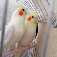 عروس هلندی لوتینو