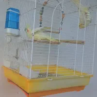 طوطی عروس جفت|پرنده|کوچصفهان, |دیوار