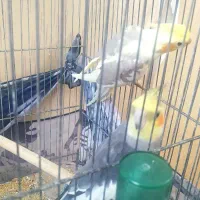 جفت عروس مولد با جوجه
