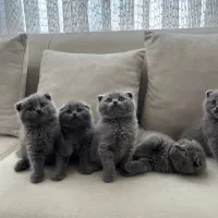 بچه گربه بریتیش|گربه|تهران, اسفندیاری|دیوار