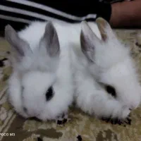 خرگوش لوپی