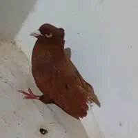 دم سفید نر|پرنده|جوین, |دیوار