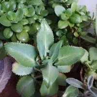 گل و گیاه|گل و گیاه طبیعی|اصفهان, شمس آباد|دیوار