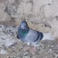 کبوتر پرشی ابلغ سبز و سینه ماش تیرسفید|پرنده|قم, باسکول|دیوار
