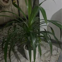 گل پاندانوس