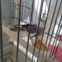 دوجفت عروس هلندی