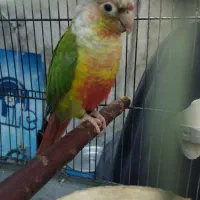 طوطی گرینچیک اناناسی نر