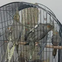 پرنده|پرنده|یزد, |دیوار