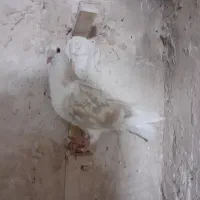 کفتر|پرنده|چناران, |دیوار