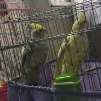 عروس هلندی جفت