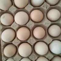 فروش تخم نطفه دار گلپایگانی اصیل