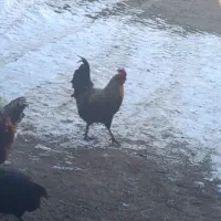 خروس|حیوانات مزرعه|جوکار, |دیوار