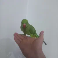 طوطی ملنگو رام و دستی با قفس