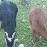 بز کهره دار و ابستن