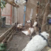 کبوتر طوقی|پرنده|قم, بقیع|دیوار