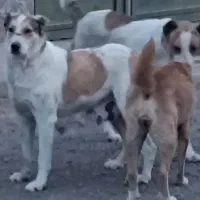 واگذاری ماچه سرابی گوسفندی تظمینی|سگ|ساوه, |دیوار