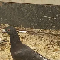 کفتر غره سیاه|پرنده|شیراز, تندگویان|دیوار