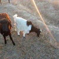 فروش دو عدد بزغاله یکی نرویکی ماده|حیوانات مزرعه|چهاربرج, |دیوار