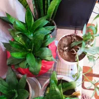 گل‌های طبیعی شاداب|گل و گیاه طبیعی|نجف‌آباد, قلعه سفید|دیوار