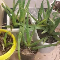 گل آلواورا|گل و گیاه طبیعی|کرج, خرمدشت|دیوار