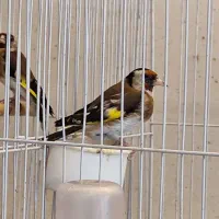 سهره چهار گل سهره سرخ سهره کرمانی ماده دوساله|پرنده|مشهد, هفده شهریور|دیوار