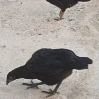 مرغ و خروس (جوجه ۵ ماهه)|حیوانات مزرعه|اردبیل, |دیوار