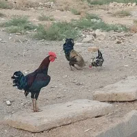 مرغ وخروس|حیوانات مزرعه|کرخه, |دیوار