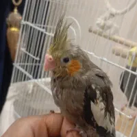 جوجه عروس هلندی|پرنده|مشهد, عامل|دیوار