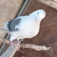 نر پشت سبز گمشده|حیوانات|اراک, |دیوار