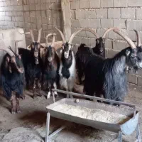 نربز|حیوانات مزرعه|ماهدشت, |دیوار