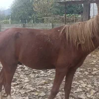 اسب آرام و زیبا سواری|حیوانات مزرعه|گوراب زرمیخ, |دیوار