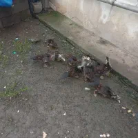 نیمچه اردک اسراییلی